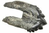 Rare, Fossil Basilosaurus Molar - South Carolina #254635-1